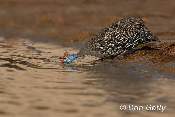 Helmeted Guineafowl