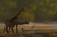 Southern Giraffe