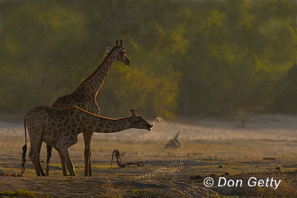 Southern Giraffe