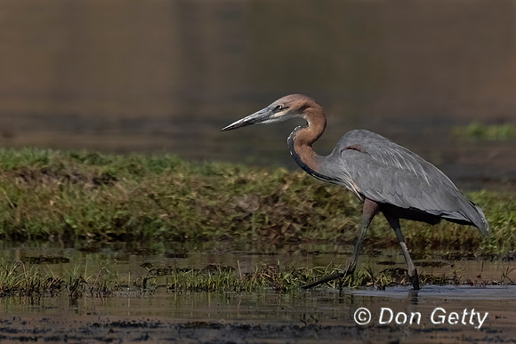 Goliath Heron