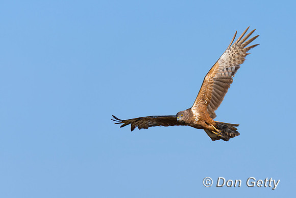 African Marsh Harrier