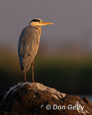 Grey Heron