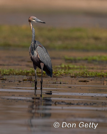 Goliath Heron