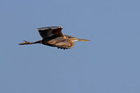 Purple Heron