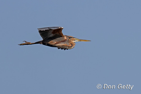 Purple Heron