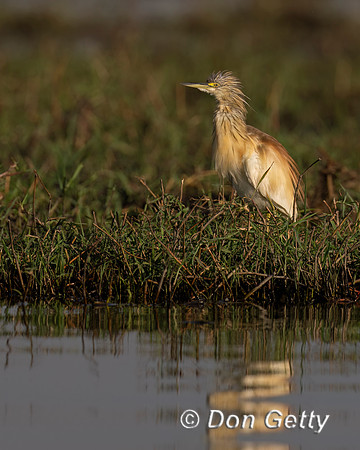 Squacco Heron