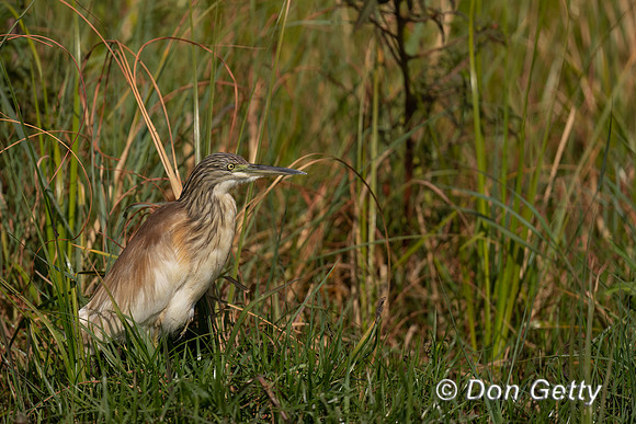 Squacco Heron