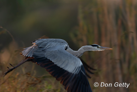 Grey Heron