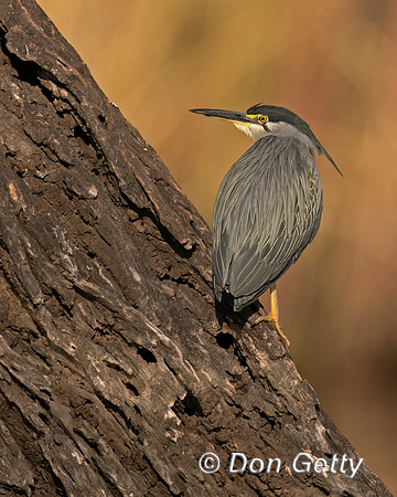 Striated Heron