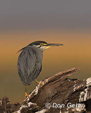 Striated Heron