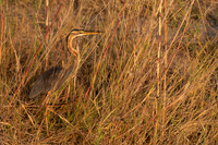 Purple Heron