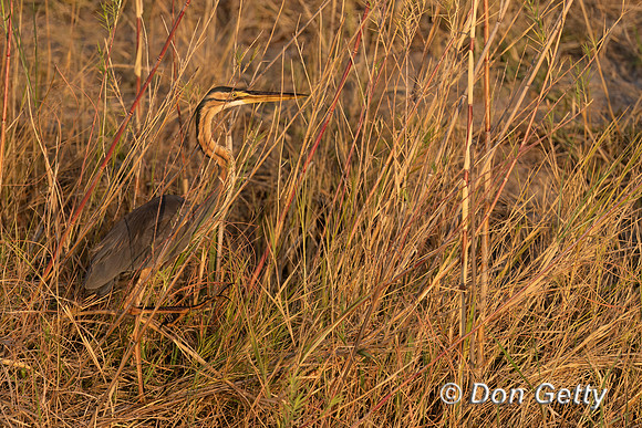 Purple Heron