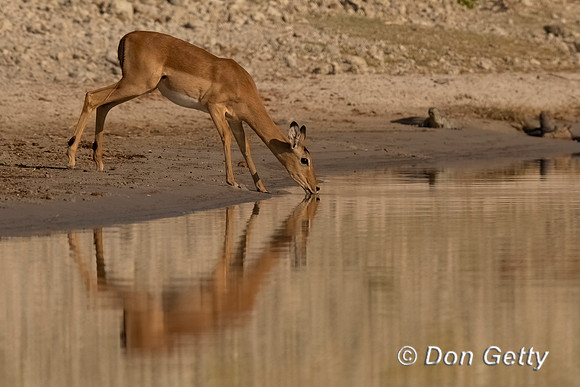 Impala