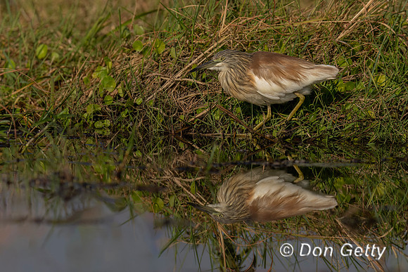 Squacco Heron