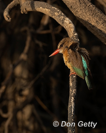 Brown-hooded Kingfisher