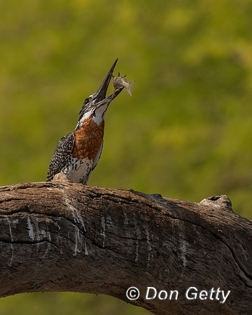 Giant Kingfisher
