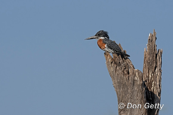 Giant Kingfisher