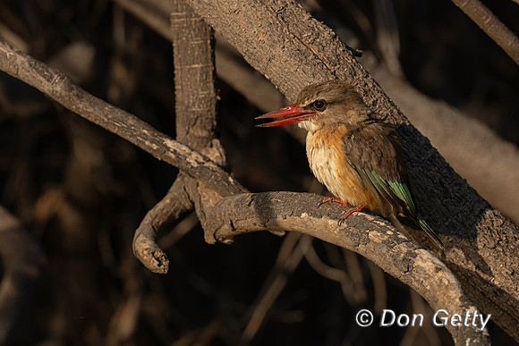 Brown-hooded Kingfisher