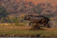 Hippopotamus