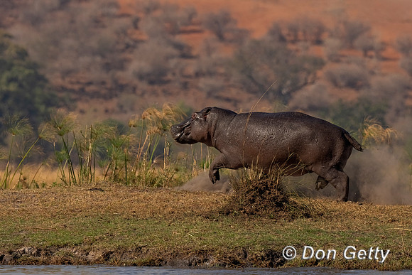 Hippopotamus