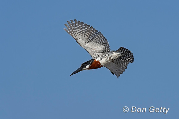 Giant Kingfisher