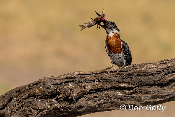 Giant Kingfisher