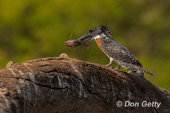 Giant Kingfisher