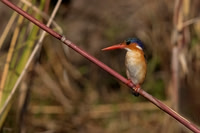 Malachite Kingfisher