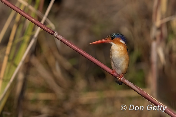 Malachite Kingfisher
