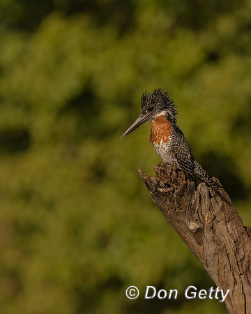 Giant Kingfisher