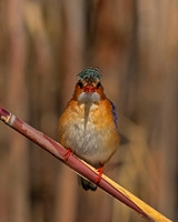 Malachite Kingfisher