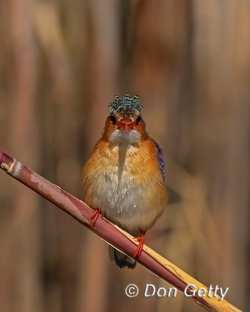 Malachite Kingfisher