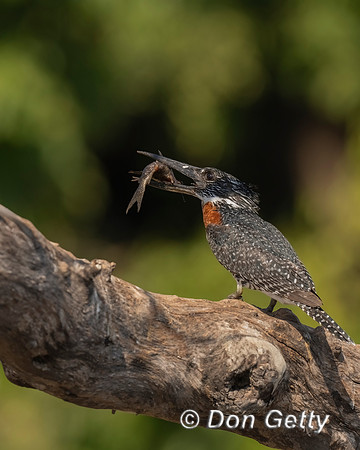 Giant Kingfisher