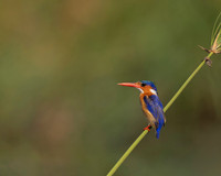 Malachite Kingfisher