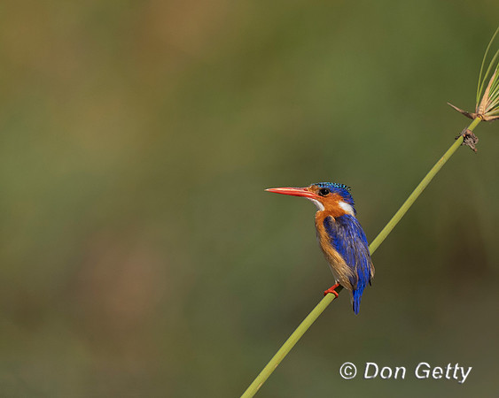 Malachite Kingfisher
