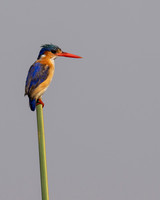 Malachite Kingfisher