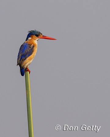 Malachite Kingfisher