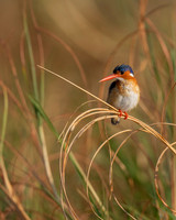 Malachite Kingfisher