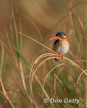 Malachite Kingfisher