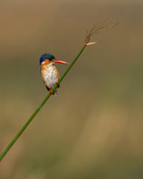 Malachite Kingfisher