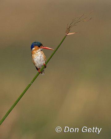 Malachite Kingfisher