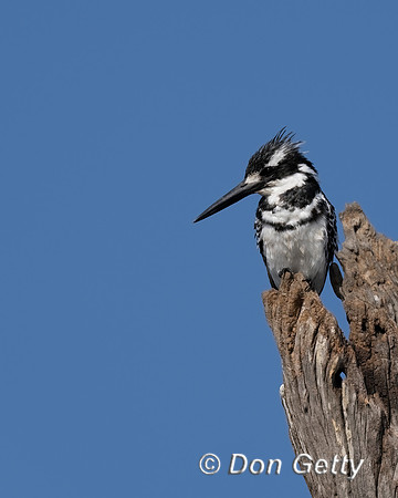 Pied Kingfisher
