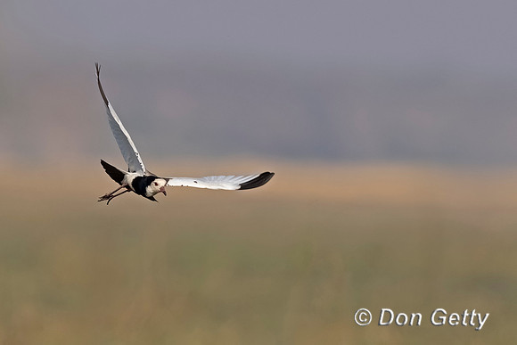 Long-toed Lapwing,