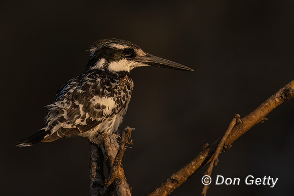 Pied Kingfisher