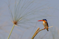 Malachite Kingfisher