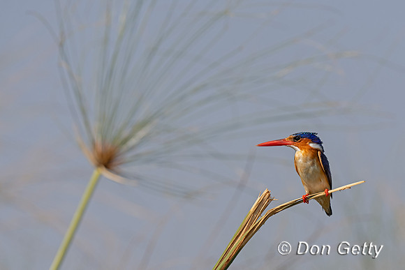 Malachite Kingfisher
