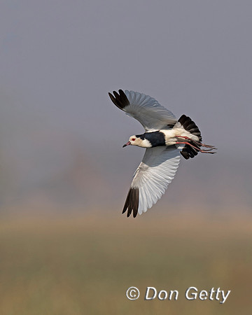 Long-toed Lapwing,