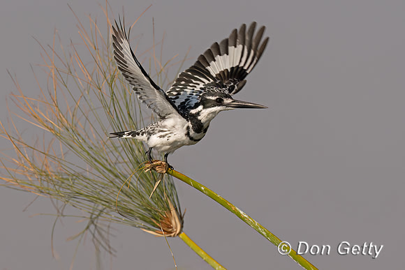 Pied Kingfisher