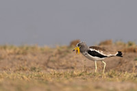 White-crowned Lapwing