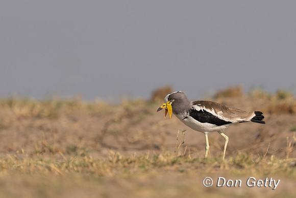 White-crowned Lapwing